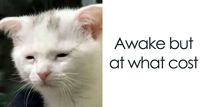 75 Unhinged And Wild Memes That Might Make Your Day Better