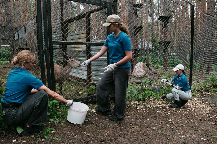 Three wildlife workers in blue shirts feeding deer inside a fenced forest area during a wild times job shift.