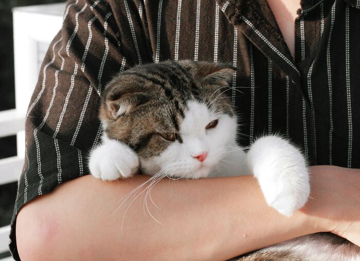 A brown and white cat with folded ears rests in a person's arms, acting suspiciously like humans.