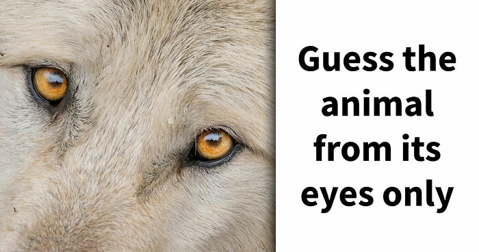 “How Good Are You With Details?”: 20 Animal Eyes That Will Completely Mess With Your Brain