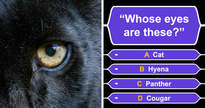 “How Good Are You With Details?”: 20 Animal Eyes That Will Completely Mess With Your Brain