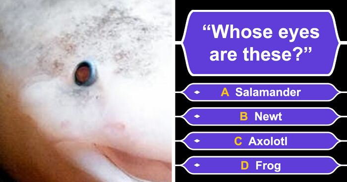 “How Good Are You With Details?”: 20 Animal Eyes That Will Completely Mess With Your Brain