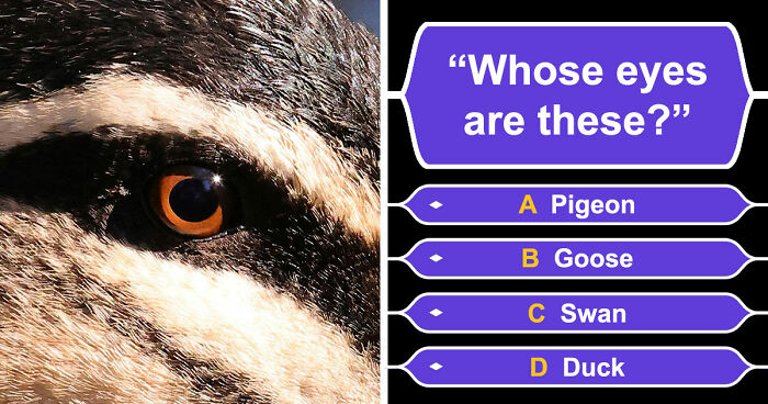 “How Good Are You With Details?”: 20 Animal Eyes That Will Completely Mess With Your Brain