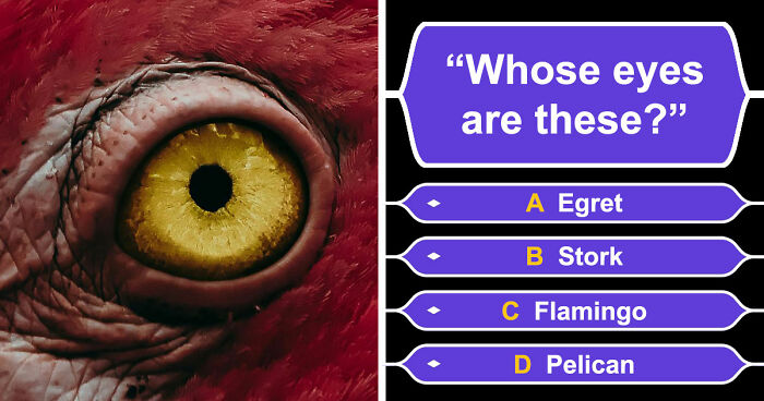 “How Good Are You With Details?”: 20 Animal Eyes That Will Completely Mess With Your Brain