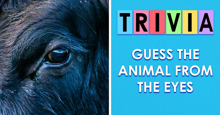 “How Good Are You With Details?”: 20 Animal Eyes That Will Completely Mess With Your Brain