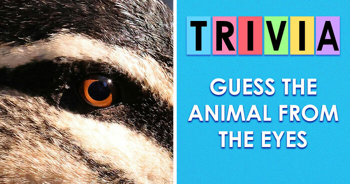 “How Good Are You With Details?”: 20 Animal Eyes That Will Completely Mess With Your Brain