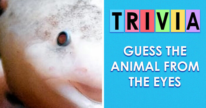 “How Good Are You With Details?”: 20 Animal Eyes That Will Completely Mess With Your Brain