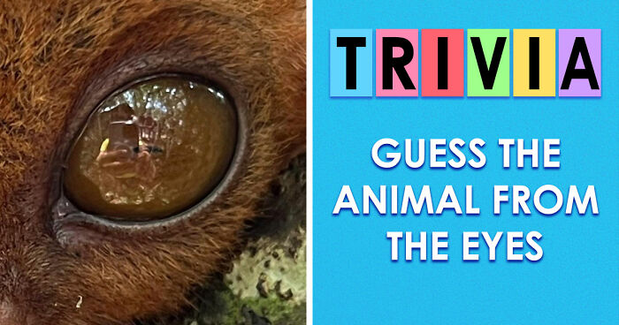 “How Good Are You With Details?”: 20 Animal Eyes That Will Completely Mess With Your Brain