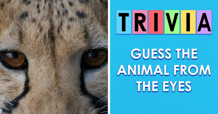 “How Good Are You With Details?”: 20 Animal Eyes That Will Completely Mess With Your Brain