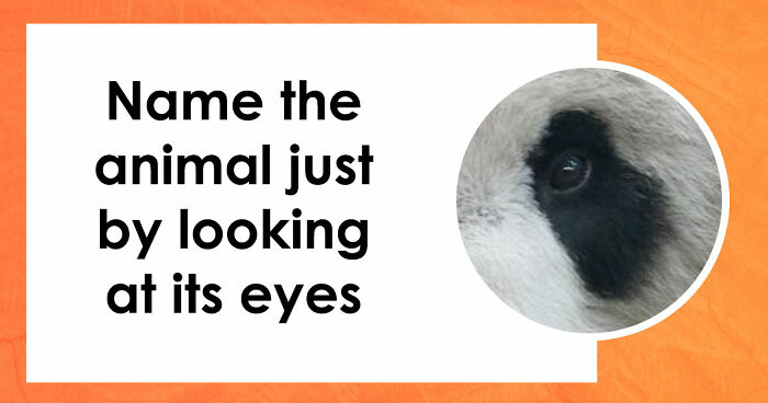 “How Good Are You With Details?”: 20 Animal Eyes That Will Completely Mess With Your Brain