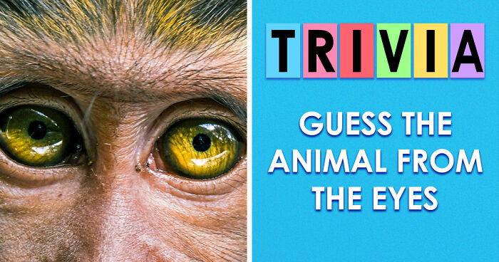 “How Good Are You With Details?”: 20 Animal Eyes That Will Completely Mess With Your Brain