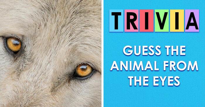 “How Good Are You With Details?”: 20 Animal Eyes That Will Completely Mess With Your Brain