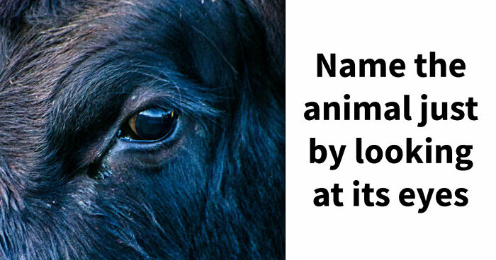 “How Good Are You With Details?”: 20 Animal Eyes That Will Completely Mess With Your Brain