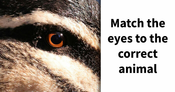 “How Good Are You With Details?”: 20 Animal Eyes That Will Completely Mess With Your Brain