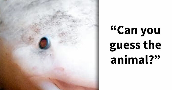 “How Good Are You With Details?”: 20 Animal Eyes That Will Completely Mess With Your Brain