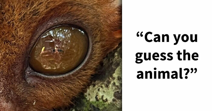 “How Good Are You With Details?”: 20 Animal Eyes That Will Completely Mess With Your Brain
