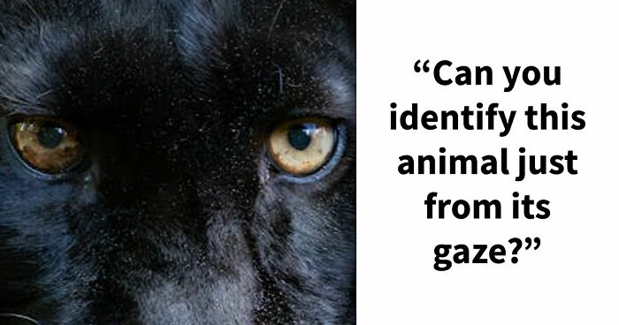 “How Good Are You With Details?”: 20 Animal Eyes That Will Completely Mess With Your Brain