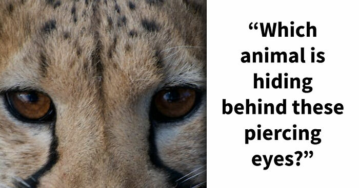 “How Good Are You With Details?”: 20 Animal Eyes That Will Completely Mess With Your Brain