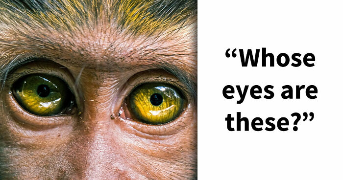 “How Good Are You With Details?”: 20 Animal Eyes That Will Completely Mess With Your Brain
