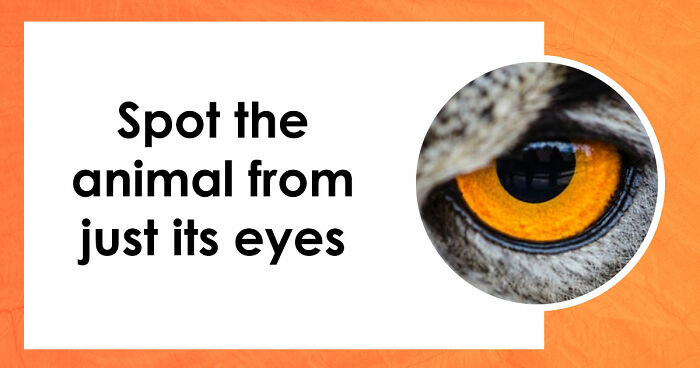 “How Good Are You With Details?”: 20 Animal Eyes That Will Completely Mess With Your Brain