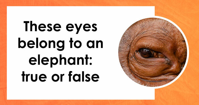“How Good Are You With Details?”: 20 Animal Eyes That Will Completely Mess With Your Brain