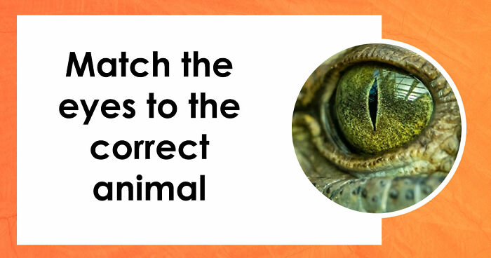 “How Good Are You With Details?”: 20 Animal Eyes That Will Completely Mess With Your Brain