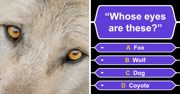 “How Good Are You With Details?”: 20 Animal Eyes That Will Completely Mess With Your Brain