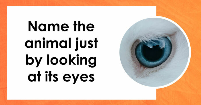 “How Good Are You With Details?”: 20 Animal Eyes That Will Completely Mess With Your Brain