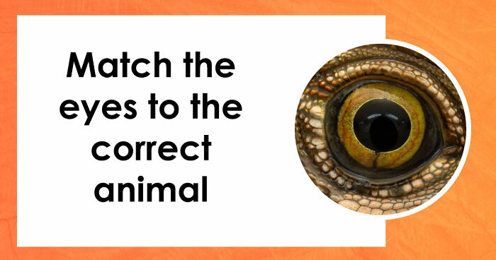 “How Good Are You With Details?”: 20 Animal Eyes That Will Completely Mess With Your Brain