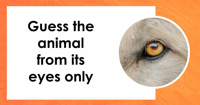 “How Good Are You With Details?”: 20 Animal Eyes That Will Completely Mess With Your Brain