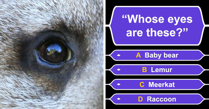 “How Good Are You With Details?”: 20 Animal Eyes That Will Completely Mess With Your Brain