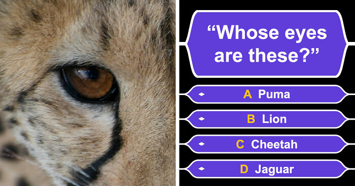 “How Good Are You With Details?”: 20 Animal Eyes That Will Completely Mess With Your Brain