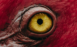 “How Good Are You With Details?”: 20 Animal Eyes That Will Completely Mess With Your Brain