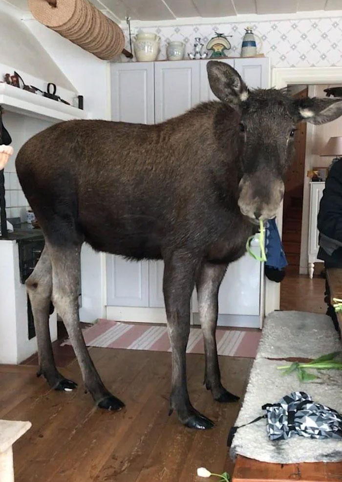 A large moose stands in a kitchen, holding a colorful cloth in its mouth, offering good vibes and animal photos.