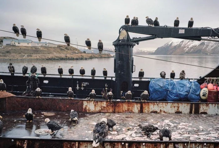 Numerous bald eagles perched on a boat and power lines with mountains and water in the background, cool animal photos.