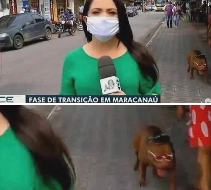 A female reporter in a mask with a microphone and a cool animal, a dog wearing sunglasses, for good vibes.
