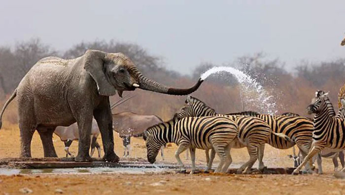 Elephant spraying water over zebras at a watering hole in a cool animal photo for good vibes.