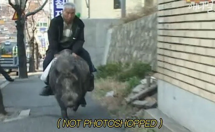 An older man with gray hair rides a large, dark animal down a street, looking straight ahead. Animal Photos.