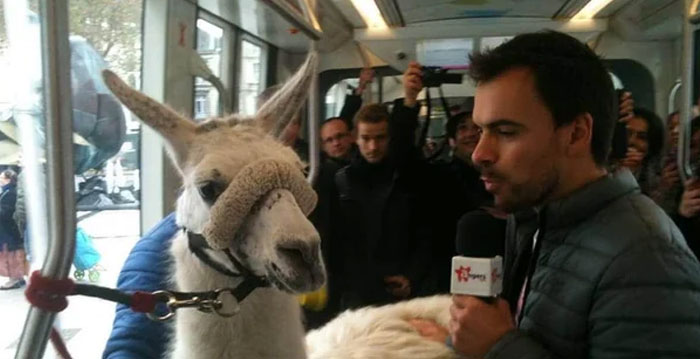 A man holding a microphone interviews a llama on a leash inside a tram, surrounded by people, sharing cool animal photos.