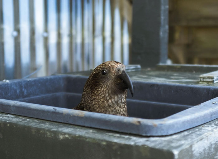 A brown kea parrot peeks out of a dark bin, its observant eyes looking to the right. Coolest animal photos.