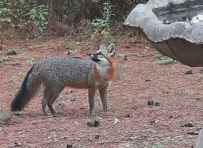 A gray fox stands on reddish-brown ground next to a bird bath, looking up, surrounded by trees. Coolest animal photos.