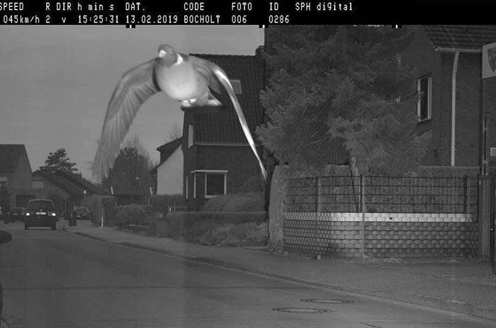 A pigeon, an animal photo, caught mid-flight by a speed camera, soaring over a residential street in grayscale, Bocholt.