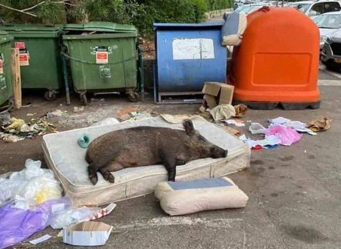 A wild boar sleeping on a discarded mattress next to overflowing garbage bins. Coolest animal photos.