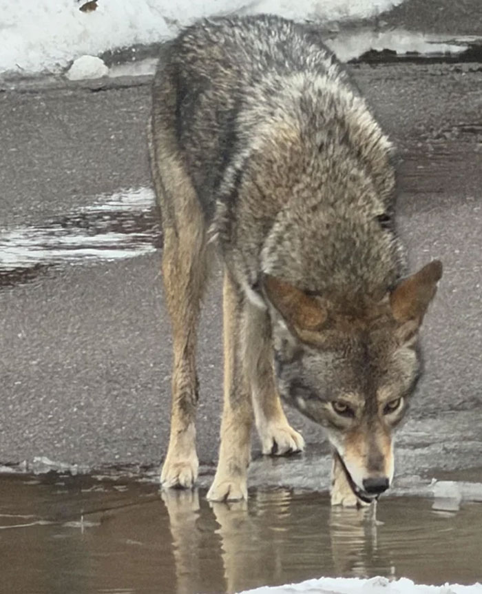 Coolest animal photos: A coyote with brown and gray fur drinks from a puddle on a wet, snowy road.