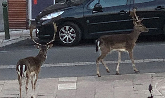 Two deer, one looking at the camera, stand on a sidewalk next to a road with a black car. Animal photos.