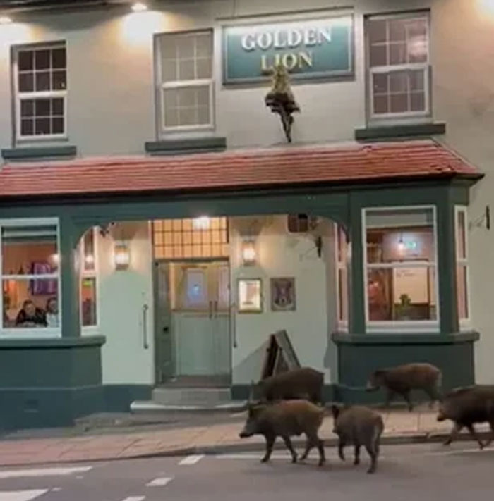 Wild boars crossing a street in front of The Golden Lion pub. Coolest animal photos for good vibes.
