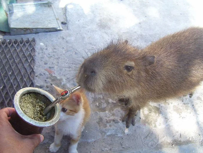 Coolest animal photos: a capybara and kitten share a mate drink, held by a person. Good vibes from unique friends.