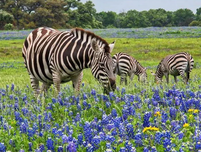 Coolest animal photos: Zebras graze in a vibrant field of blue flowers with green trees in the background.