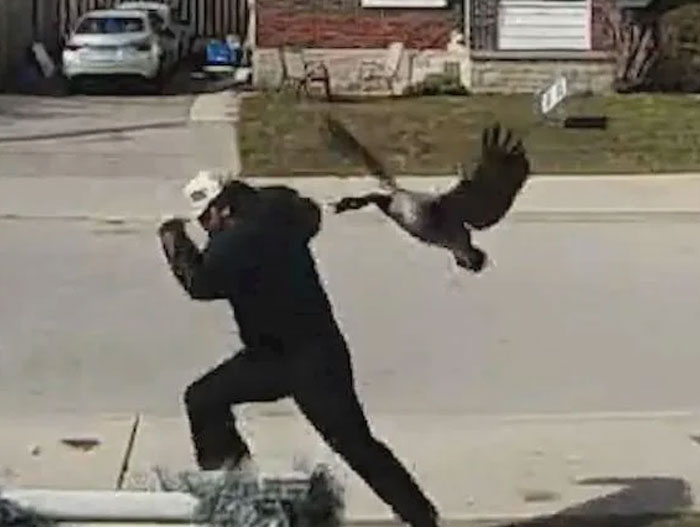 A person in dark clothing runs from a goose mid-flight on a street, a cool animal photo for good vibes.