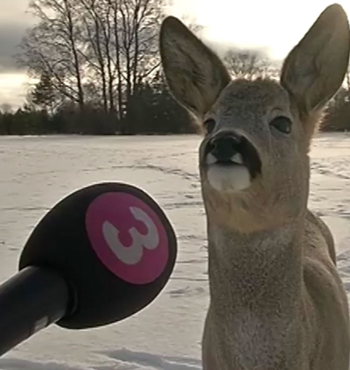 A curious deer looks at a microphone in a snowy field, a cool animal photo for your good vibes.